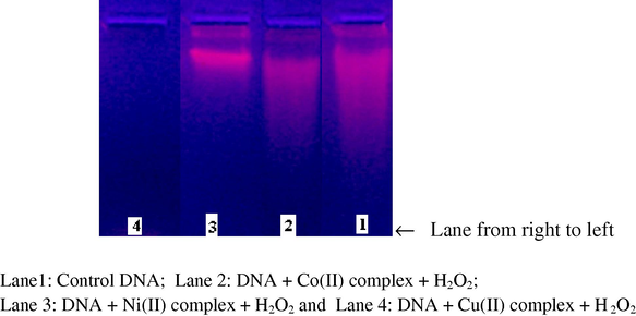 Agarose gel (1%) showing the results of electrophoresis of CT DNA with Schiff base metal complexes.