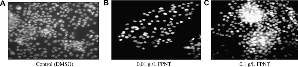 Chromatin condensation studies (Hoechst test). Dose dependent increase in condensed apoptotic chromatin is visible on treatment with FPNT when compared to control. (A) Control (DMSO). (B) 0.01 g /L FPNT. (C) 0.1 g/L FPNT.