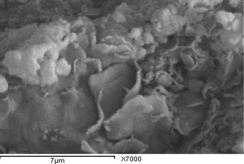 Scanning electron microscope photomicrographs of white clay (WA) deposits showing sub-rounded kaolinite (montmorillonite).