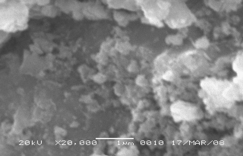 SEM of Fe3O4 nanoparticles.