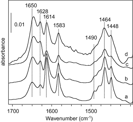 IR spectra of lutidine desorbed at 373 K on (a) MgP; (b) CoMo1/MgP; (c) CoMo2/MgP and (d) CoMo3/MgP.