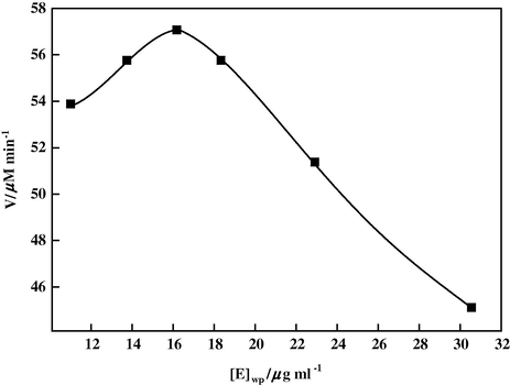 Dependence of initial reaction rate on enzyme concentration in the water pool at 25 °C, pH = 7.4, [guaiacol] = 0.03 mol/l, [SDS] = 0.014 mol/l, and [E]ov = 16.5 μg/ml in SDS/1-hexanol/CHCl3/buffer system.