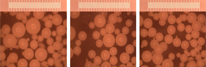 Optical microscope images of microspheres produced in three times repetition (50×).