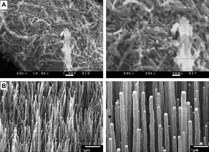 (A) Scanning electron micrographs of CNTs at 10,000 and 20,000 magnification. (B) Micrographs showing aligned CNTs.