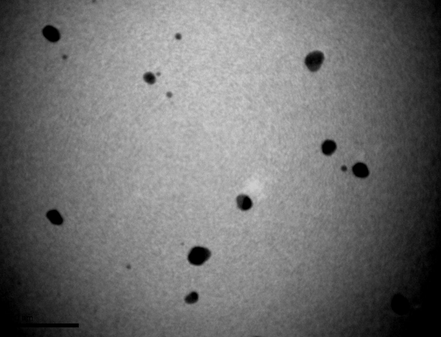 TEM images of silver nanoparticles in presence of PVA. Reaction conditions: [citric acid] = 4.0 × 10−4 mol dm−3; [Ag+] = 4.0 × 10−3 mol dm−3; [CTAB] = 6.0 × 10−4 mol dm−3; [PVA] = 0.2 g dm−3; temp. = 23 °C.