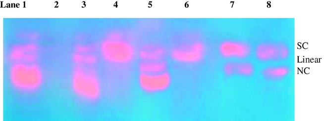 Gel electrophoresis diagram showing the cleavage of SC pUC19 DNA (0.2 μg) by the synthesized complexes (50 μM) in the presence of oxidant (5 mM): lane 1, DNA + (1) + H2O2; lane 2, DNA + (1); lane 3, DNA + (1) + distamycin; lane 4, DNA + (1) + DMSO (4 μL); lane 5, DNA + (1) + MPA + SOD (1 U); lane 6, DNA + (2); lane 7, DNA + (2) + H2O2 + MPA; lane 8, DNA + (2) + MPA + distamycin (50 μM).