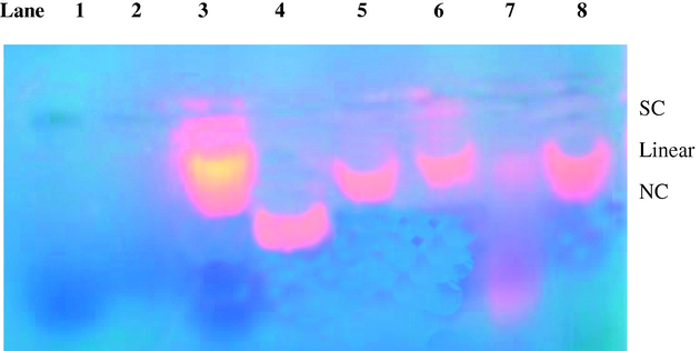 Gel electrophoresis diagram showing the cleavage of SC pUC 19 DNA (0.2 μg) by the synthesized complexes (50 μM) in the presence of MPA (5 mM): lane 1, DNA control; lane 2, DNA + L (50 μM); lane 3, DNA + (5) + MPA; lane 4, DNA + (5); lane 5, DNA + (5) + DMSO (4 μL) + MPA; lane 6, DNA + (5) + NaN3 + MPA; lane 7, DNA + (3) + distamycin (50 μM) + MPA; lane 8, DNA + (5) + MPA + SOD (1 U).