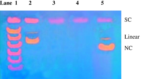 Gel electrophoresis diagram for ligation of SC pUC19 DNA linearized by zinc complex: lane 1, DNA markers; lane 2, DNA + (3); lane 3, DNA + (3) + T4 DNA ligase; lane 4, DNA + (3) + EcoR1; lane 5, DNA + (3) + EcoR1 + T4 DNA ligase.