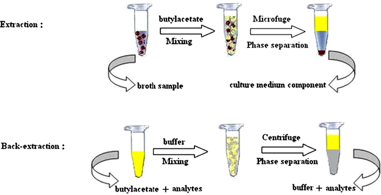 Scheme of LPE-BE technique for erythromycins.