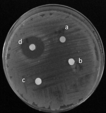 Effect of a – chloroform (control), b – safrole, c – safrole epoxide and d – safrole hydroperoxide on B. subtilis ATCC6633.