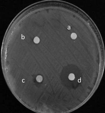 Effect of a – chloroform (control), b – safrole. c – safrole epoxide and d – safrole hydroperoxide on S. aureus ATCC25923.