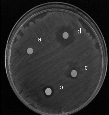 Effect of a – chloroform (control), b – safrole, c – safrole epoxide and d – safrole hydroperoxide on E. coli ATCC25422.