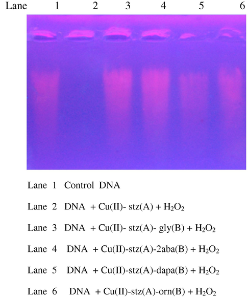 Changes in the agarose gel electrophoretic pattern of calf-thymus DNA induced by mixed ligand complexes in presence of H2O2. Lane 1 Control DNA. Lane 2 DNA + Cu(II)-stz(A) + H2O2. Lane 3 DNA + Cu(II)-stz(A)-gly(B) + H2O2. Lane 4 DNA + Cu(II)-stz(A)-2aba(B) + H2O2. Lane 5 DNA + Cu(II)-stz(A)-dapa(B) + H2O2. Lane 6 DNA + Cu(II)-stz(A)-orn(B) + H2O2.