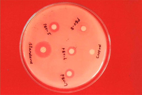 Antibacterial activity against E. coli (200 μg/ml). The zone of inhibition in mm for the test compounds PBV-5 to PBV-8 at the concentration 200 μg/ml against E. coli was found to be 10, 8, 10 and 7, respectively.