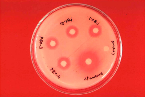 Antibacterial activity against S. aureus (200 μg/ml). The zone of inhibition in mm for the test compounds PBV-1 to PBV-4 at the concentration 200 μg/ml against S. aureus was found to be 14, 13, 14 and 15, respectively.