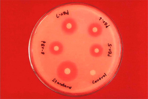 Antibacterial activity against S. aureus (200 μg/ml). The zone of inhibition in mm for the test compounds PBV-5 to PBV-8 at the concentration 200 μg/ml against S. aureus was found to be 12, 13, 14 and 12, respectively.
