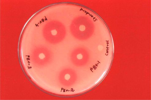 Antibacterial activity against S. aureus (1 mg/ml). The zone of inhibition in mm for the test compounds PBV-1 to PBV-4 at the concentration 1 mg/ml against S. aureus was found to be 18, 16, 18 and 22, respectively.