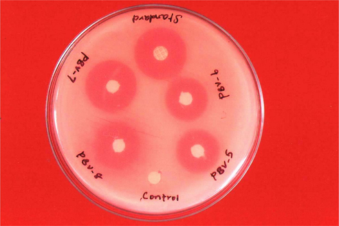Antibacterial activity against S. aureus (1 mg/ml). The zone of inhibition in mm for the test compounds PBV-5 to PBV-8 at the concentration 1 mg/ml against S. aureus was found to be 18, 19, 24 and 19, respectively.