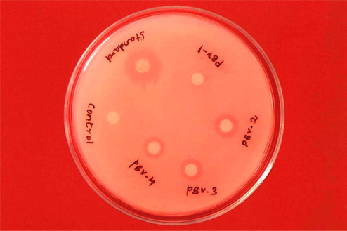 Antibacterial activity against E. coli (200 μg/ml). The zone of inhibition in mm for the test compounds PBV-1 to PBV-4 at the concentration 200 μg/ml against E. coli was found to be 7, 8, 7 and 6, respectively.