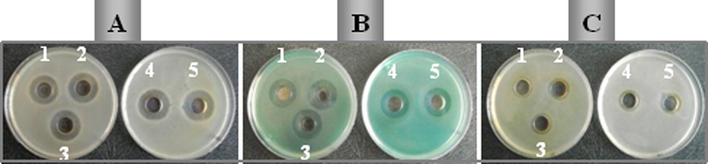 Antimicrobial activities of Ag-Nps against A: S. aureus, B: P. aeruginosa and C: E. coli. 1, 2, 3, 4 and 5 are solutions Ag-NPs1, Ag-NPs2, Ag-NPs3, Ag-NPs4 and Ag-NPs5, respectively.