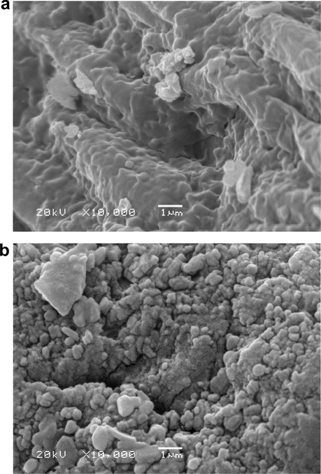 Scanning electron micrograph of (a) red alga P. capillacea and (b) carbon of red alga P. capillacea.