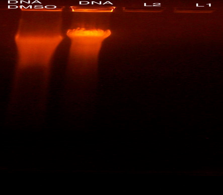 The degradation powers of the tested ligand on calf thymus DNA.