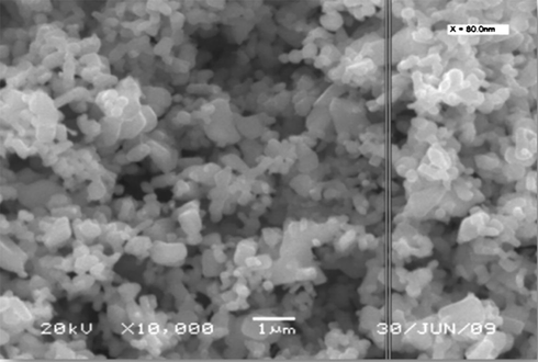 SEM image of the as-synthesized magnetite.