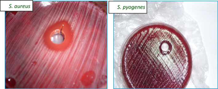 Inhibitory zone of M. piperita oil (1 μL) on Gram +ve bacterial strain.