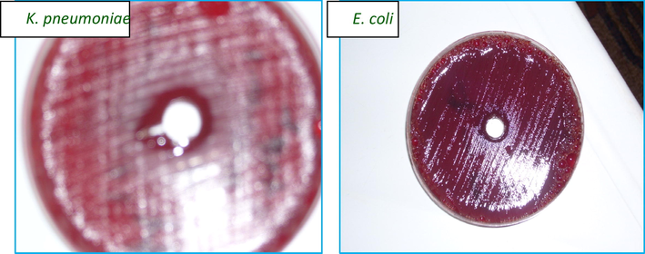 Inhibitory zone of M. piperita (1 μL) on Gram −ve bacterial strains.