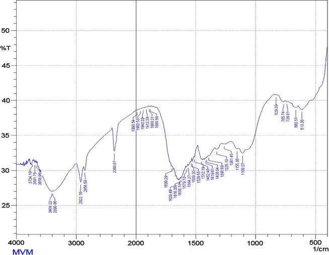 FTIR spectra of MVM.
