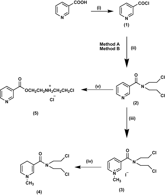 Reagents and conditions: (i) Thionyl chloride; (ii) Method A: diethanolamine, thionyl chloride), Method B: bis(2-chloroethylamine; (iii) methyl iodide, acetone; (iv) sodium bicarbonate, sodium dithionite; (v) Trace amount of moisture, rearrangement.