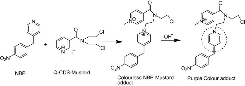 NBP reacts specifically with quaternary salt of CDS-mustard to produce chromophore upon basification with sodium hydroxide (see broken oval) giving purple color and has a strong absorbance peak at 541 nm.