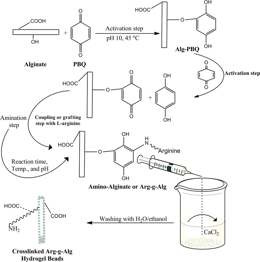 General Strategy for the synthesis route of crosslinked (Arg-g-Alg) hydrogel beads, including activation of alginate using PBQ, coupling of Alg-PBQ with l-Arg, and crosslinking step using CaCl2 solution.