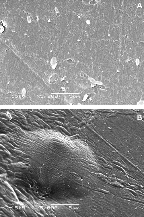SEM micrographs of crosslinked alginate hydrogel beads (A), and crosslinked (Arg-g-Alg) hydrogel beads (B).