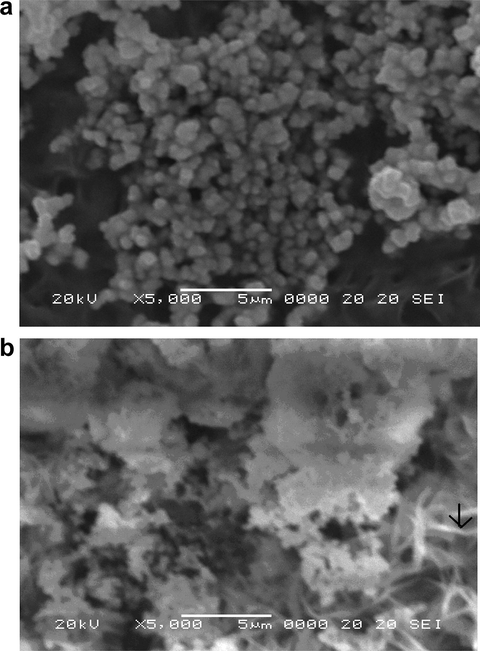 (a) SEM micrographs of Cd (S0.7–Se0.3) film. (b) SEM micrographs of Cd (S0.7–Se0.3):CdCl2, La films.