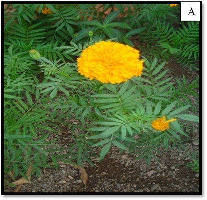Tagetes erecta plant.