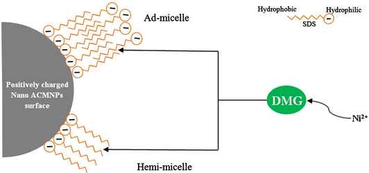 A suggested schematic for adsorption of Ni(II) to the DMG/SDS-ACMNPs.