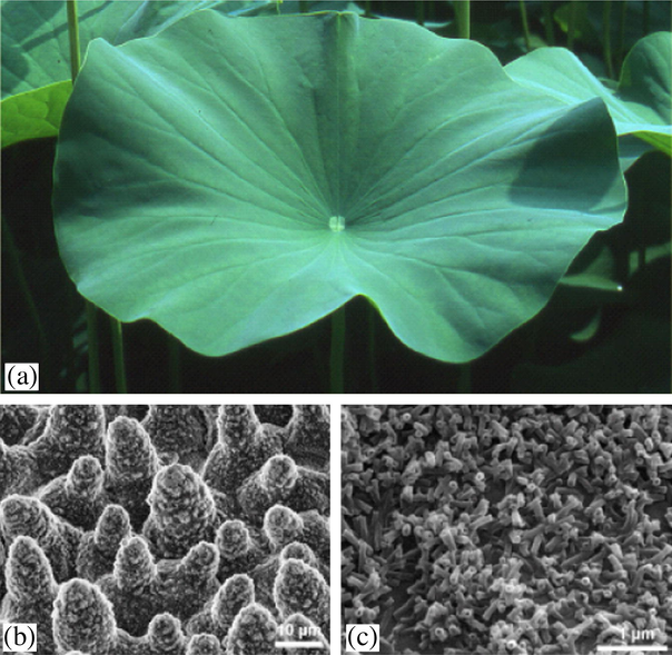 (a) Lotus leaves, which exhibit extraordinary water repellency on their upper side. (b) Scanning Electron Microscope (SEM) image of the upper leaf side prepared by ‘glycerol substitution’ shows the hierarchical surface structure consisting of papillae, wax clusters and wax tubules. (c) Wax tubules on the upper leaf side (Ensikat et al., 2011).