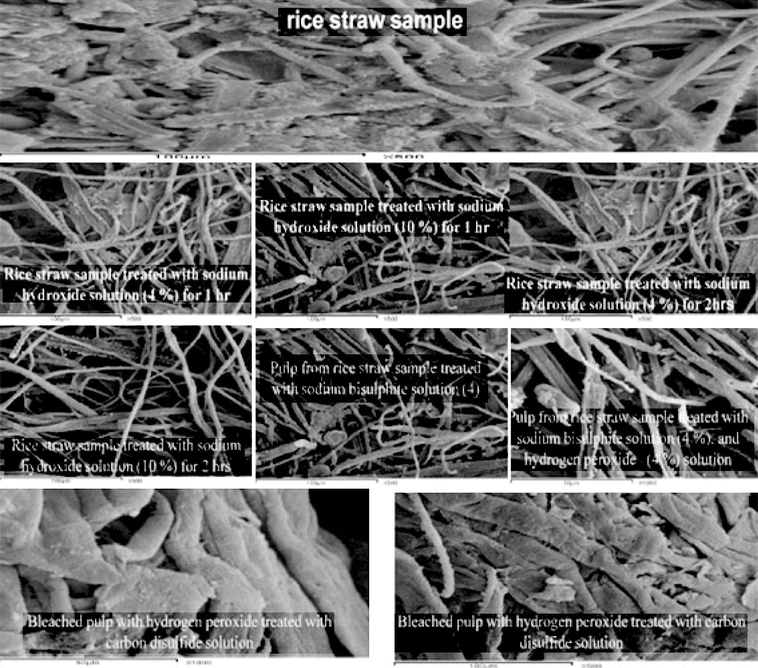 SEM of rice straw pulp samples.