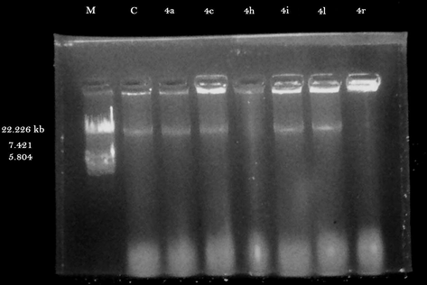 DNA cleavage activity of the title compounds