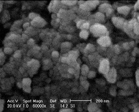 SEM image of synthesized MNPs.