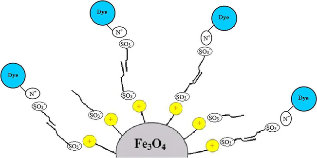 Schematic presentation of dye removal mechanism by SDS-coated Fe3O4 MNPs.