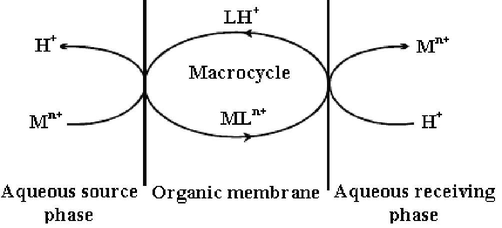 Diagram illustrating the system used in the current study for the transport of a metal cation across a membrane phase.