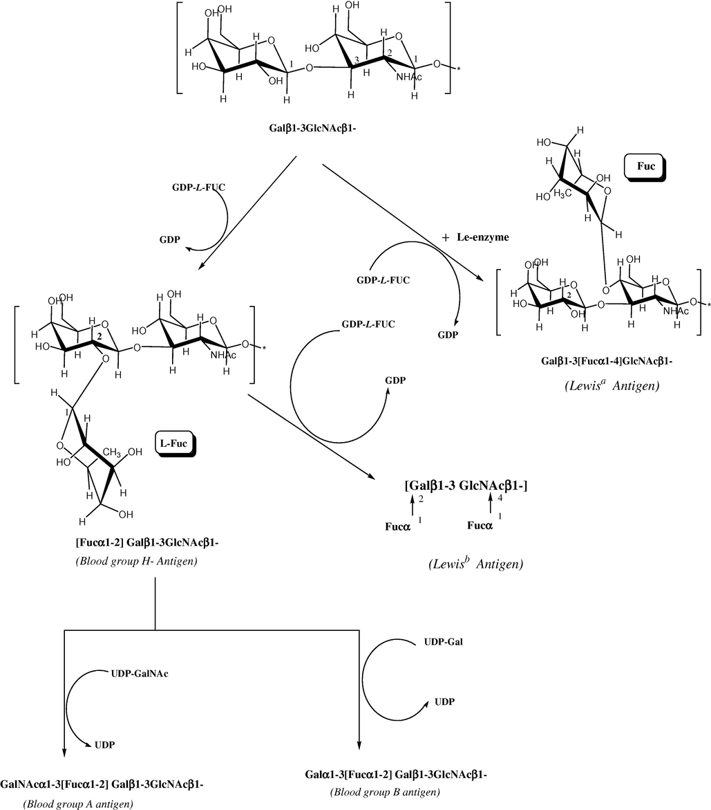 Glycosylation patterns of Galβ1-3GlcNAcβ1- to form the A, B, O and Lewis blood group antigens (Mo et al., 1994).