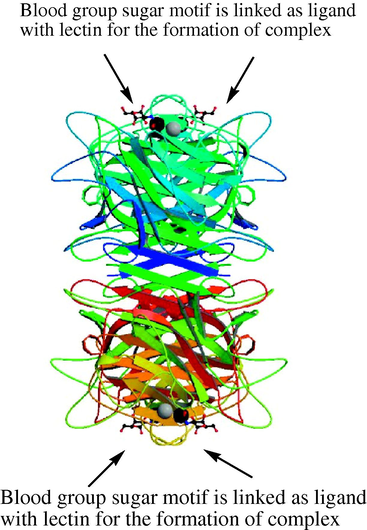 Carbohydrate trisaccharide structure and its ligand complexation with lectin (Hamelryck et al., 1999).