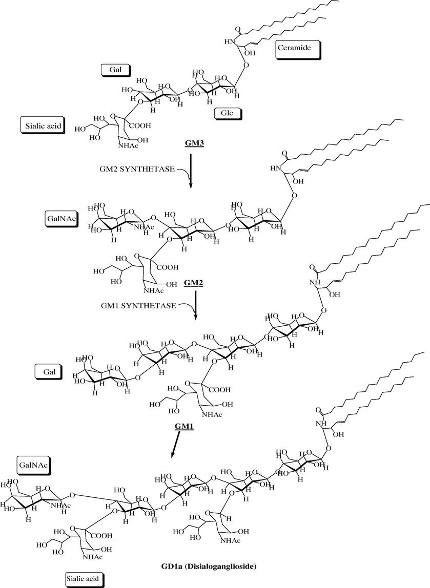 The biosynthesis of different monosialogangliosides (GM1, GM2, GM3 and GD1a).