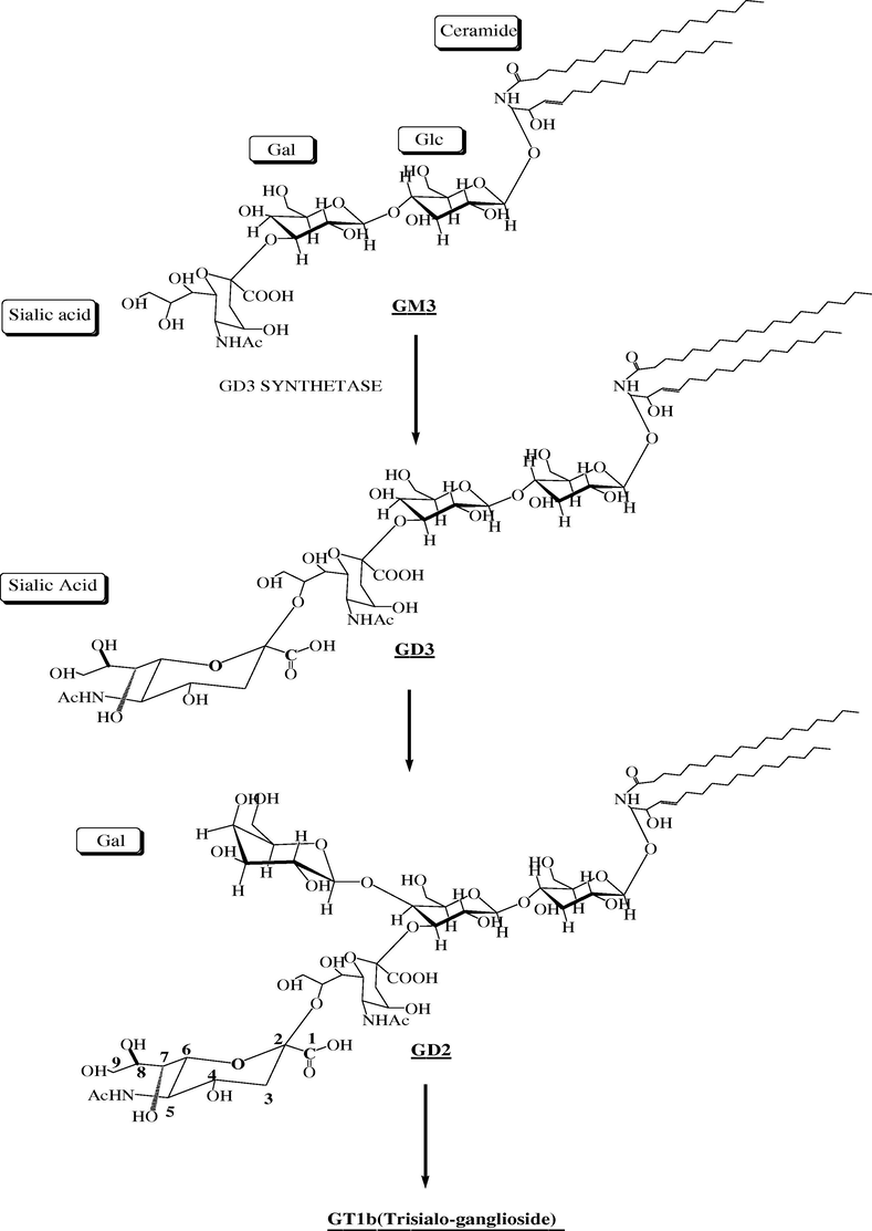 The biosynthesis of different sialogangliosides like GD1, GD2 and GD3. The GM3 ganglioside acts as precursor for the formation of the di and trisalylated gangliosides.