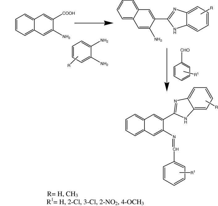 Schematic representation of 3-(1H-benzo[d] imidazol-2-yl)-N- benzylidenenaphthalen-2-amine derivatives.