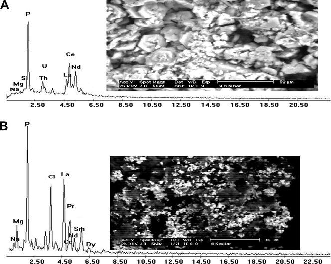 SEM micrograph and the corresponding EDX spectrum of EPSs produced by A. ficuum (A) and P. aeruginosa (B).