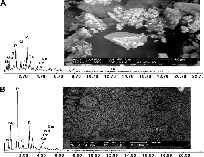 SEM micrograph and the corresponding EDX spectrum of A. ficuum (A) and P. aeruginosa EPSs (B) after the elution.